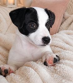 Jack Russell splendido maschietto disponibile