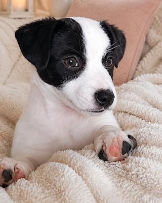 Jack Russell splendido maschietto disponibile