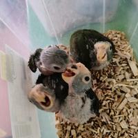 Pappagalli Pionus Senilis e Menstrus DA IMBECCO