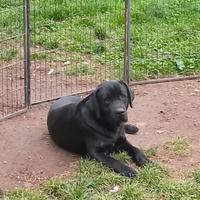 Labrador Maschio disponibile per accoppiamento
