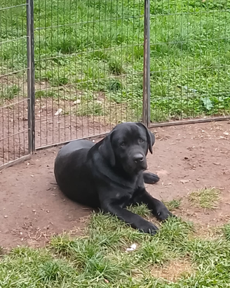 Labrador Maschio disponibile per accoppiamento