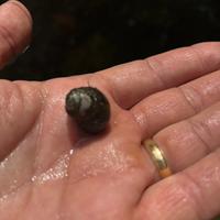 Lumaca d acqua dolce