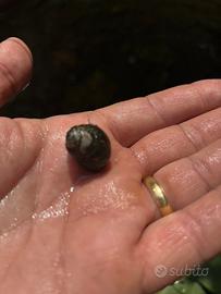 Lumaca d acqua dolce