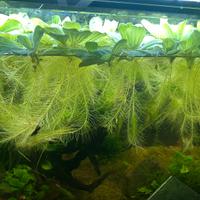 Pistia stratiotes