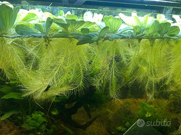 Pistia stratiotes