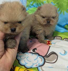 Cuccioli di Pomerania con pedigree enci