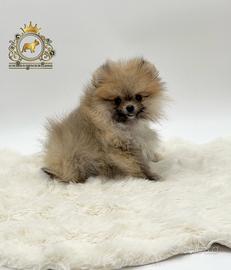 Spettacolari cuccioli Spitz di Pomerania