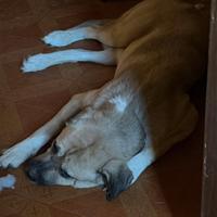 Kangal/Alabai