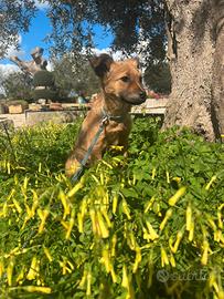 Dolce sissy cucciola in adozione