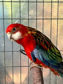 Rosella comune ventre rosso