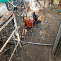 Galline
