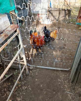 Galline