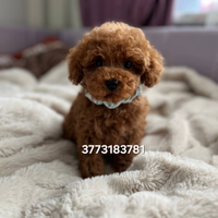 Splendido cucciolo di Barboncino Mini Toy