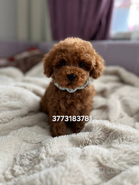 Splendido cucciolo di Barboncino Mini Toy