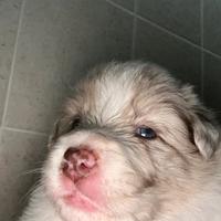 Cuccioli di Border Collie