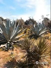 Piante grasse siciliane Agave weberi