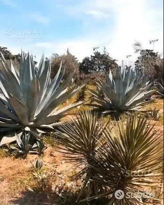 Piante grasse siciliane Agave weberi
