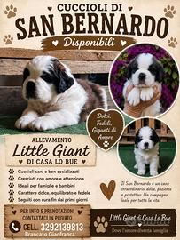 Cuccioli San Bernardo