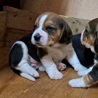 Beagle Elisabeth femmine e maschi