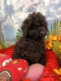 Fumetta --- Femminuccia Toy Barboncino -