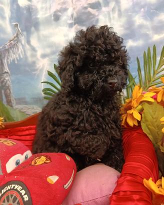 Fumetta --- Femminuccia Toy Barboncino -