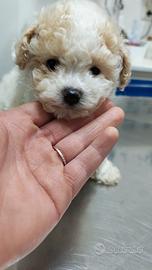 Cucciolo di barboncino toy