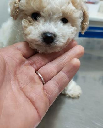 Cucciolo di barboncino toy