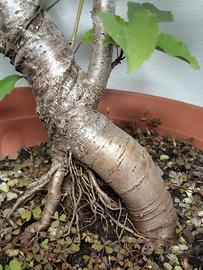 Prebonsai di Prunus Avium - Ciliegio