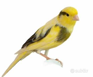 Canarini spagnolo e mosaico alta selezione