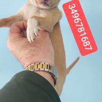 CHIHUAHUA stupendo coccolino