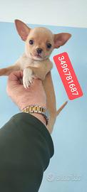 CHIHUAHUA stupendo coccolino