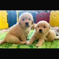 Cuccioli golden retriever miele