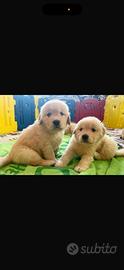 Cuccioli golden retriever miele