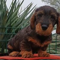 Bassotto cuccioli pelo duro taglia nana