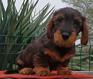 Bassotto cuccioli pelo duro taglia nana