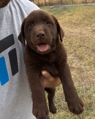 Cucciole Labrador