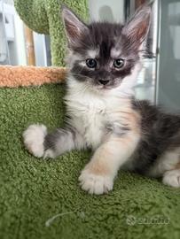 Animali