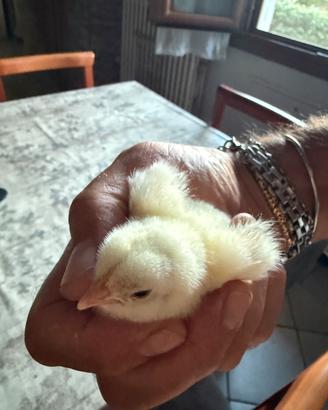 Pulcini americanina misti neri o gialli