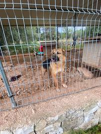 Tommy cucciolone amorevole