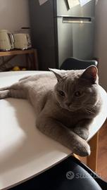 Accoppiamento British Shorthair