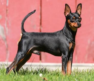 Pinscher toy per accoppiamento