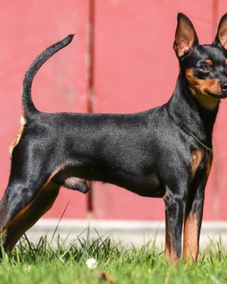 Pinscher toy per accoppiamento