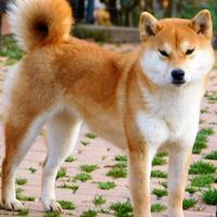 Meravigliosa giovane adulta Shiba