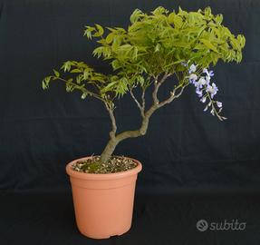 pinus leucodermis bonsai Twisty Mugo Pine