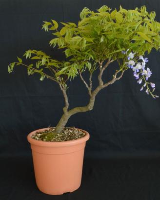 BONSAI DI GLICINE WISTERIA FLORIBUNDA