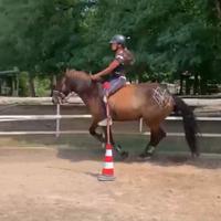Cavallo bardigiano