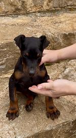 Dobermann
