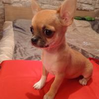 Cuccioli maschi e femmine