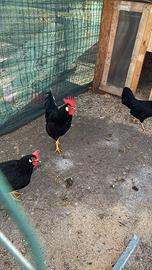 Livornesi sessati disponibili