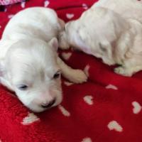 Cuccioli Maltipoo graziosissimi